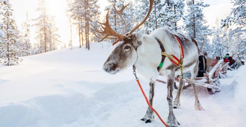 imgDesk-Lapland Holidays